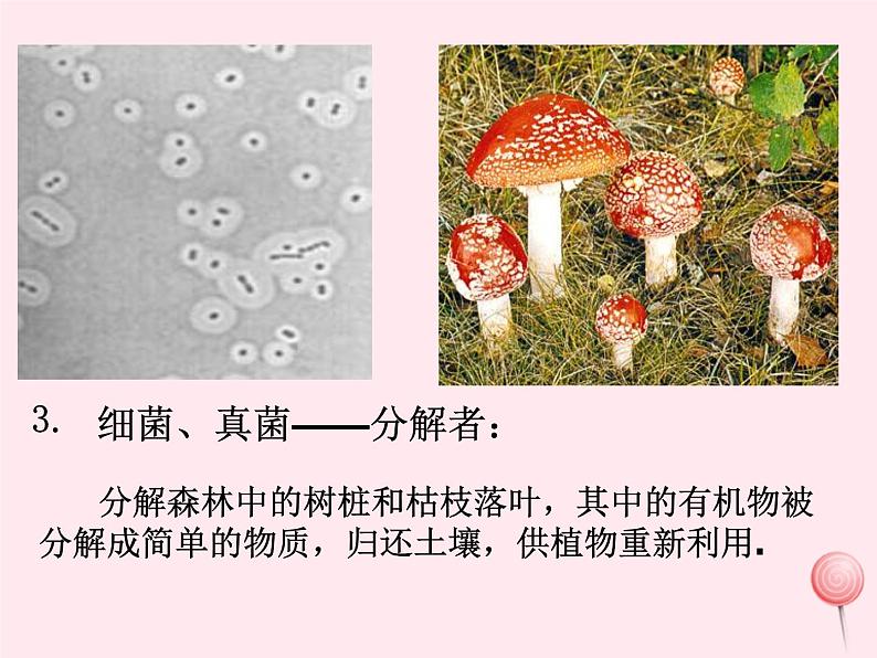 七年级生物上册第一单元第二章第二节生物与环境组成生态系统课件第8页