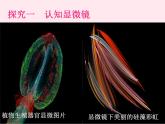 七年级生物上册第二单元第一章第一节练习使用显微镜课件