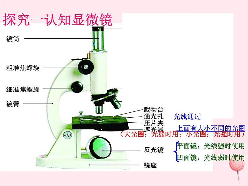 七年级生物上册第二单元第一章第一节练习使用显微镜课件05