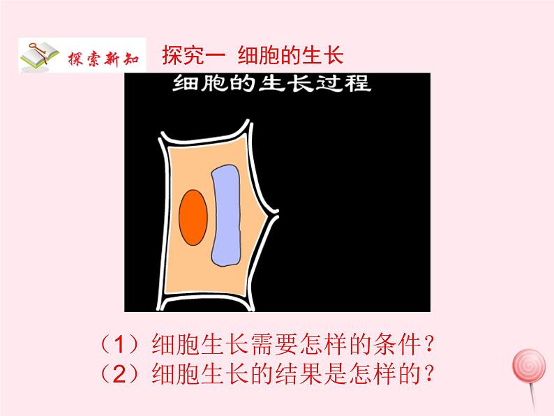 七年级生物上册第二单元第二章第一节细胞通过分裂产生新细胞课件03