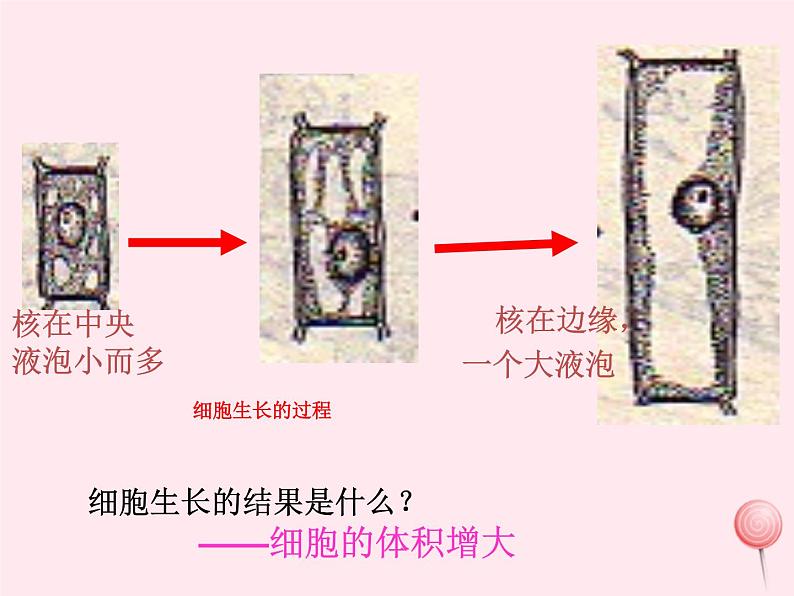 七年级生物上册第二单元第二章第一节细胞通过分裂产生新细胞课件04