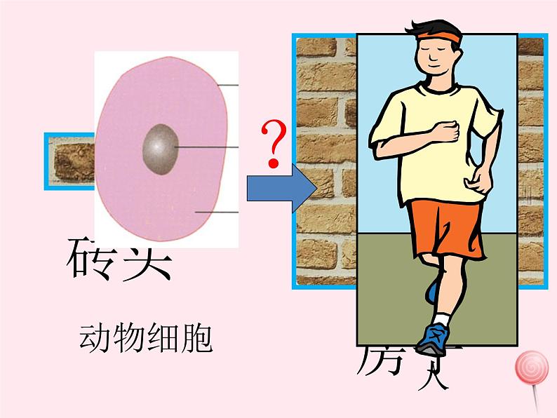 七年级生物上册第二单元第二章第二节动物体的结构层次课件1（新版）新人教版第3页