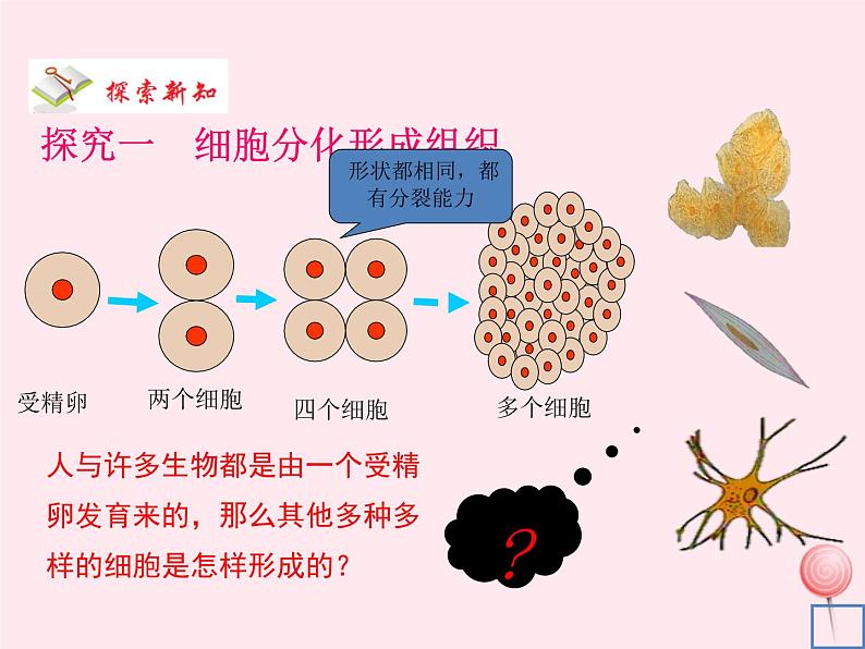 七年级生物上册第二单元第二章第二节动物体的结构层次课件1（新版）新人教版第5页