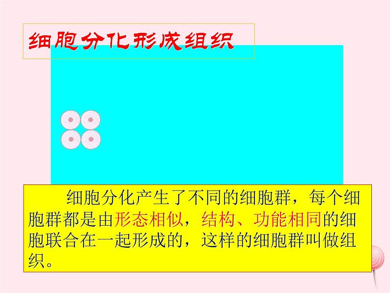 七年级生物上册第二单元第二章第二节动物体的结构层次课件1（新版）新人教版第7页