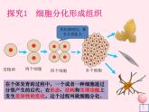 七年级生物上册第二单元第二章第二节动物体的结构层次课件2（新版）新人教版