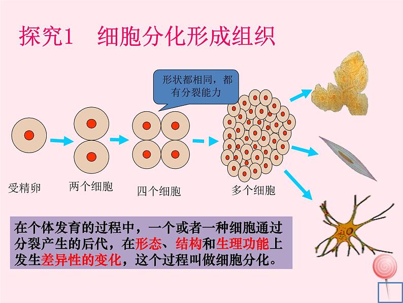 七年级生物上册第二单元第二章第二节动物体的结构层次课件2（新版）新人教版第5页