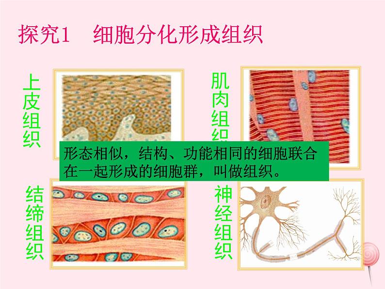 七年级生物上册第二单元第二章第二节动物体的结构层次课件2（新版）新人教版第6页