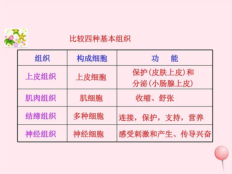 七年级生物上册第二单元第二章第二节动物体的结构层次课件2（新版）新人教版第8页