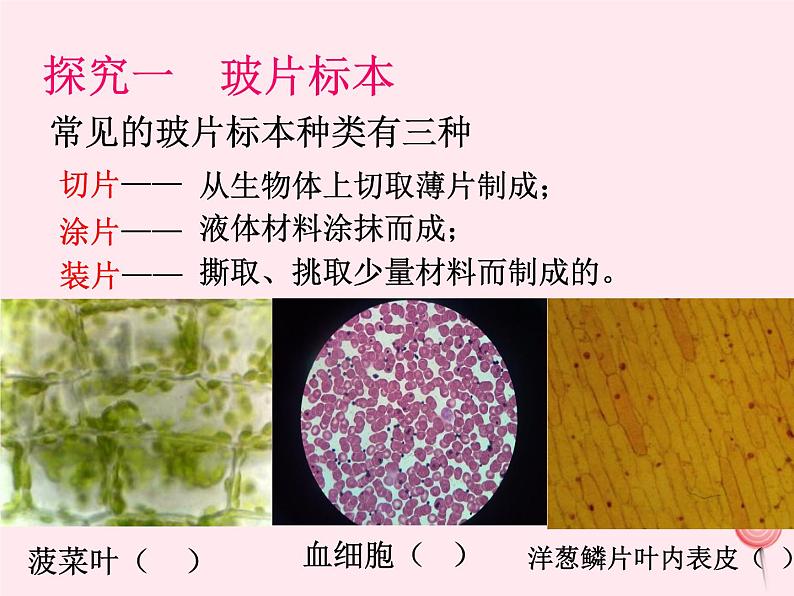 七年级生物上册第二单元第一章第二节植物细胞课件06