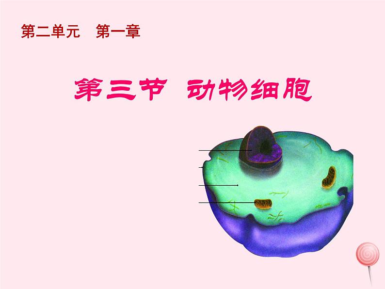 七年级生物上册第二单元第一章第三节动物细胞课件02