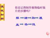 七年级生物上册第二单元第一章第三节动物细胞课件