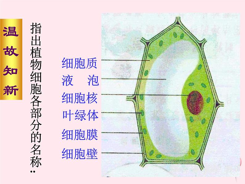 七年级生物上册第二单元第一章第三节动物细胞课件05