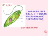 七年级生物上册第二单元第二章第四节单细胞生物课件