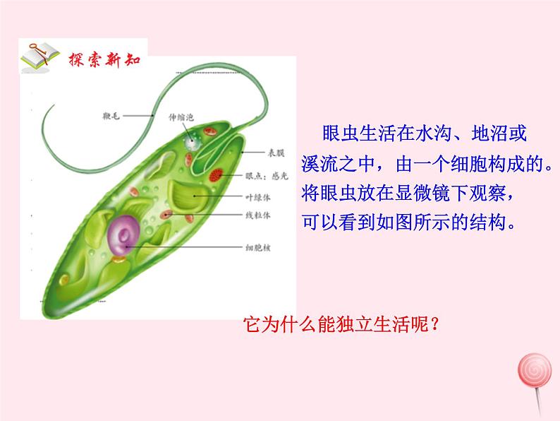 七年级生物上册第二单元第二章第四节单细胞生物课件04