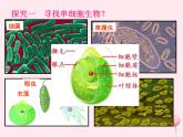 七年级生物上册第二单元第二章第四节单细胞生物课件