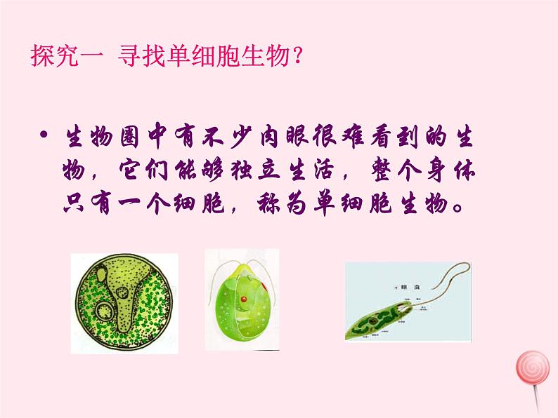 七年级生物上册第二单元第二章第四节单细胞生物课件06