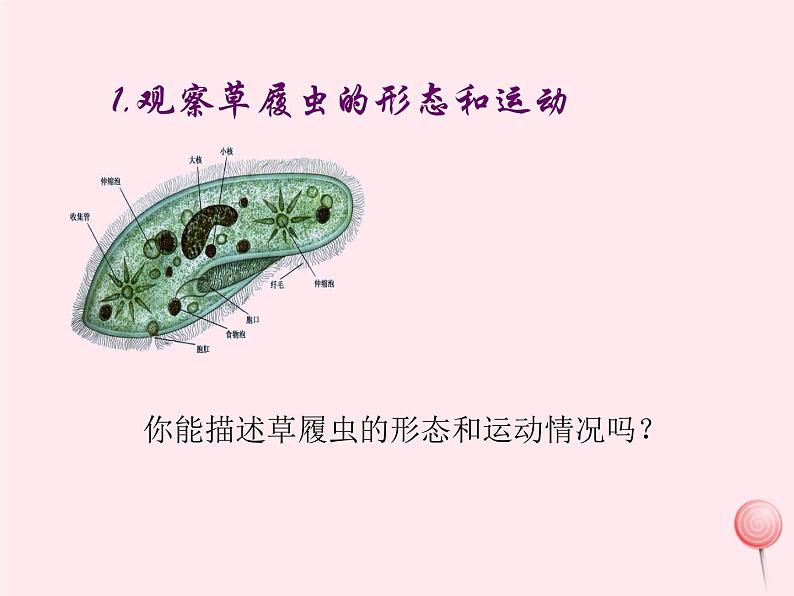 七年级生物上册第二单元第二章第四节单细胞生物课件08