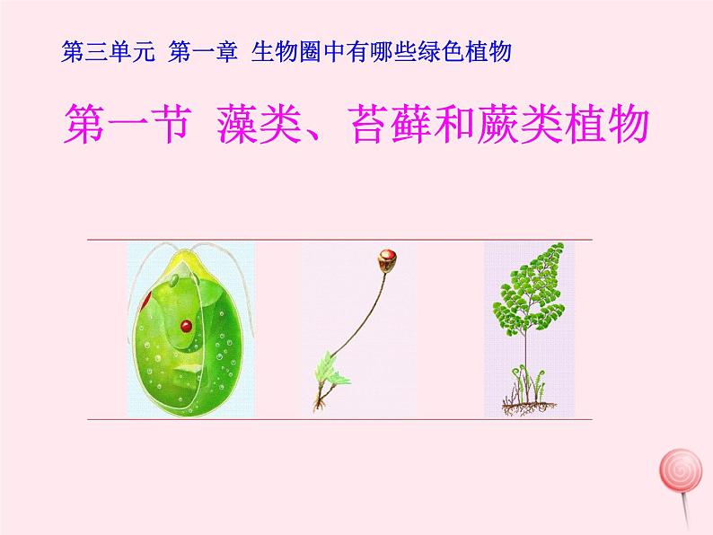 七年级生物上册第三单元第一章第一节藻类、苔藓和蕨类植物课件02