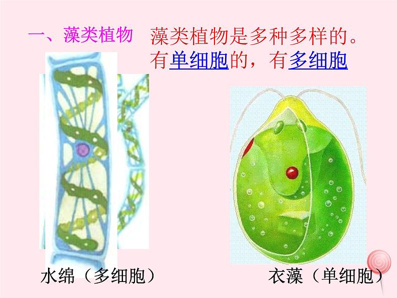 七年级生物上册第三单元第一章第一节藻类、苔藓和蕨类植物课件07