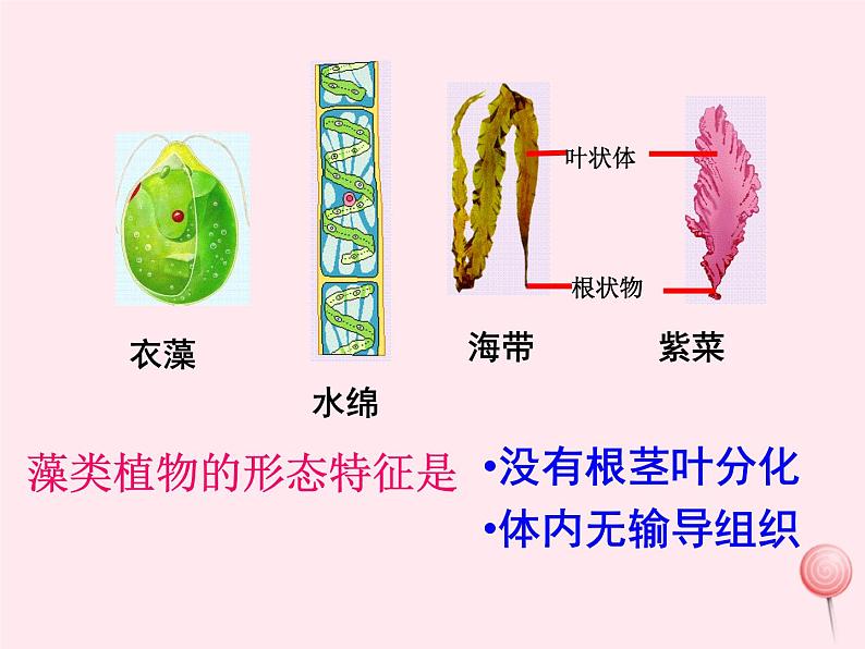 七年级生物上册第三单元第一章第一节藻类、苔藓和蕨类植物课件08