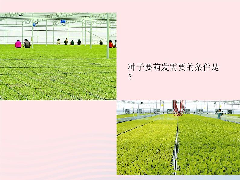 七年级生物上册第三单元第二章第一节种子的萌发课件 含视频03