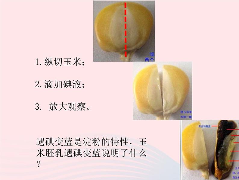 七年级生物上册第三单元第一章第二节种子植物课件第5页