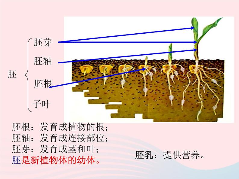 七年级生物上册第三单元第一章第二节种子植物课件06