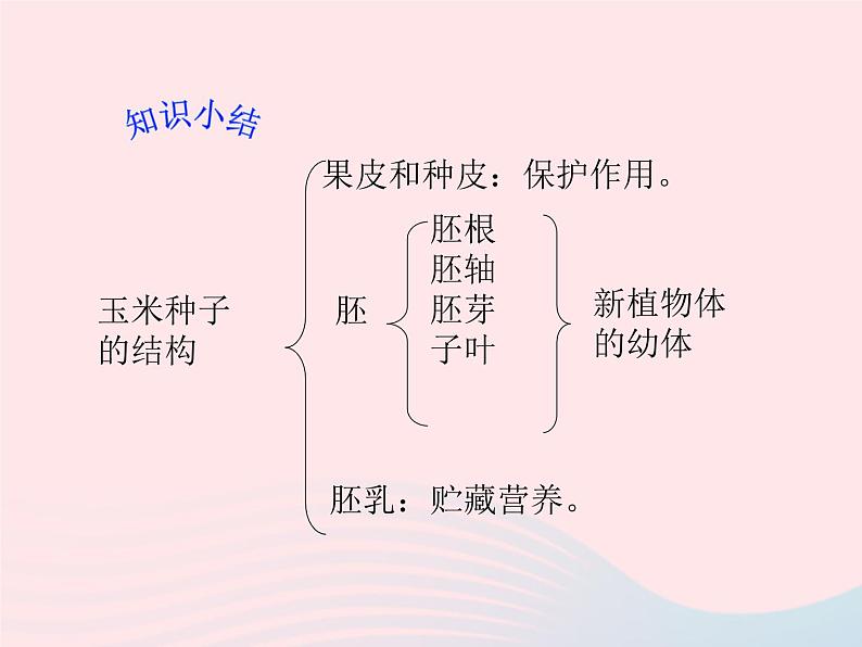 七年级生物上册第三单元第一章第二节种子植物课件第7页