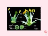七年级生物上册第三单元第二章第三节开花和结果课件