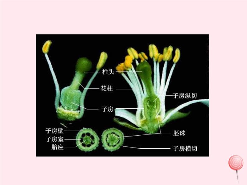 七年级生物上册第三单元第二章第三节开花和结果课件03