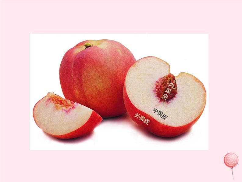 七年级生物上册第三单元第二章第三节开花和结果课件05