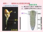 七年级生物上册第三单元第三章绿色植物与生物圈中的水循环课件