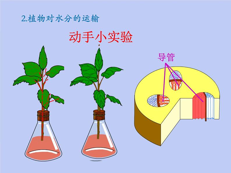 七年级生物上册第三单元第三章绿色植物与生物圈中的水循环课件第4页