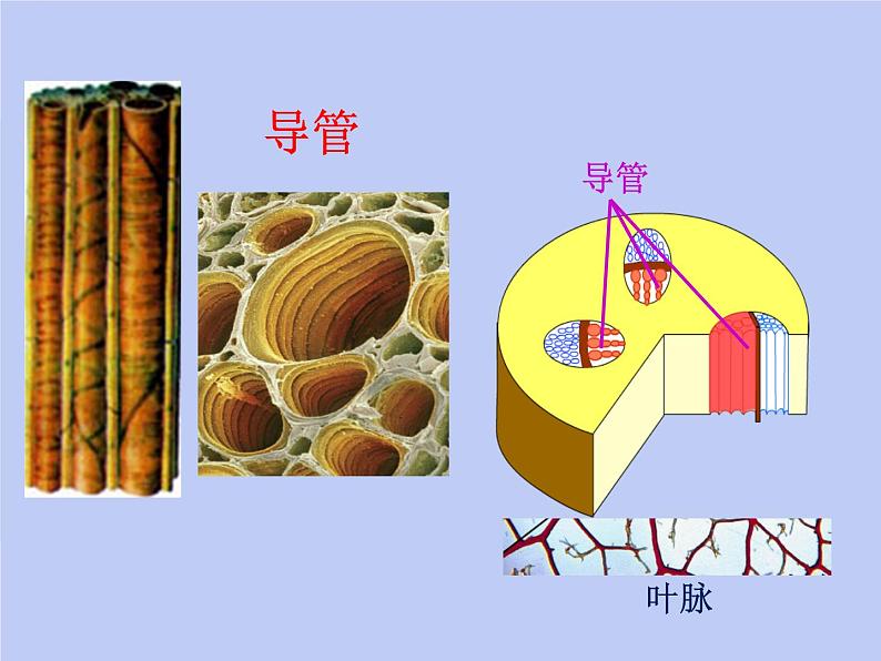 七年级生物上册第三单元第三章绿色植物与生物圈中的水循环课件第5页