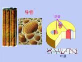 七年级生物上册第三单元第三章绿色植物与生物圈中的水循环课件