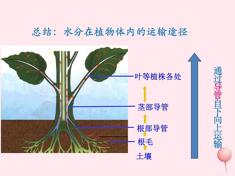 七年级生物上册第三单元第三章绿色植物与生物圈中的水循环课件第6页