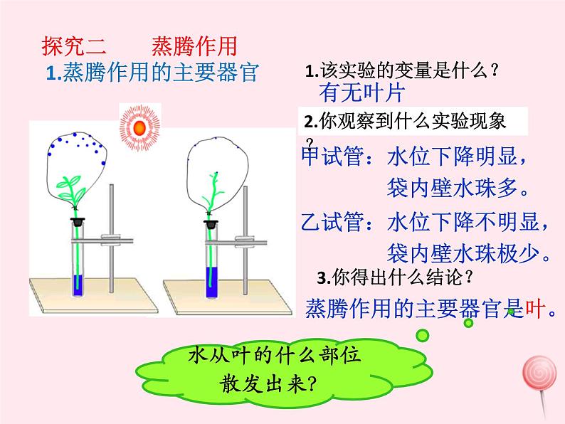 七年级生物上册第三单元第三章绿色植物与生物圈中的水循环课件第8页