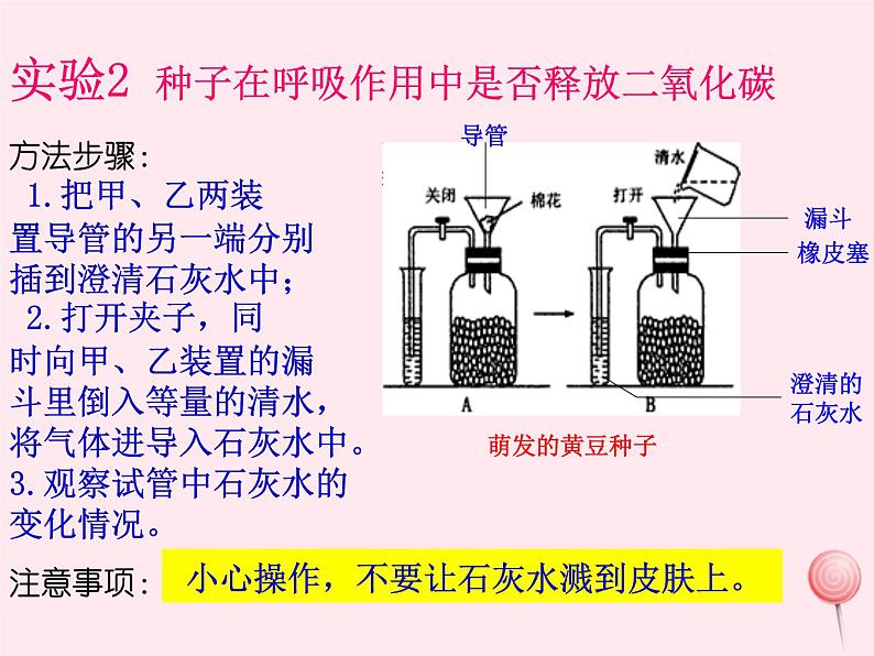 七年级生物上册第三单元第五章第二节绿色植物的呼吸作用课件04
