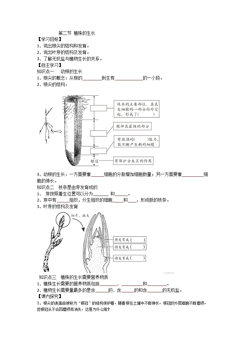 3.2.2 植株的生长 导学案（无答案）01