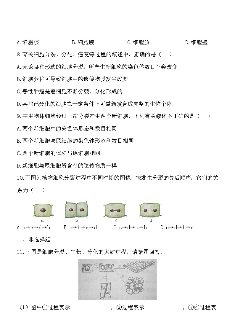 2.3.3细胞通过分裂而增殖 同步练习02