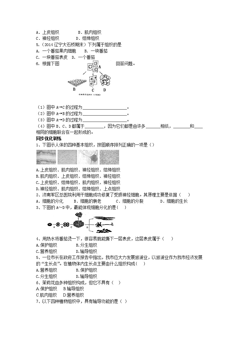 第1节 细胞分化形成组织 学案02