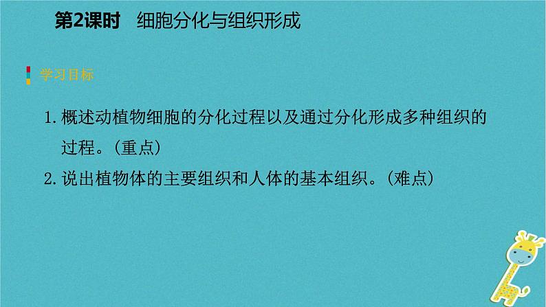 2.3.3 细胞的分裂与分化第2课时细胞分化与组织形成课件03