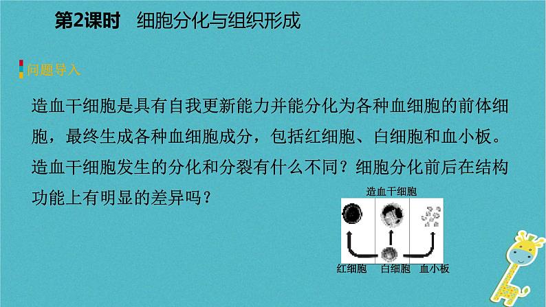 2.3.3 细胞的分裂与分化第2课时细胞分化与组织形成课件04