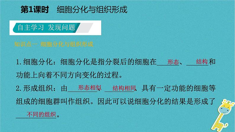 2.3.3 细胞的分裂与分化第2课时细胞分化与组织形成课件05