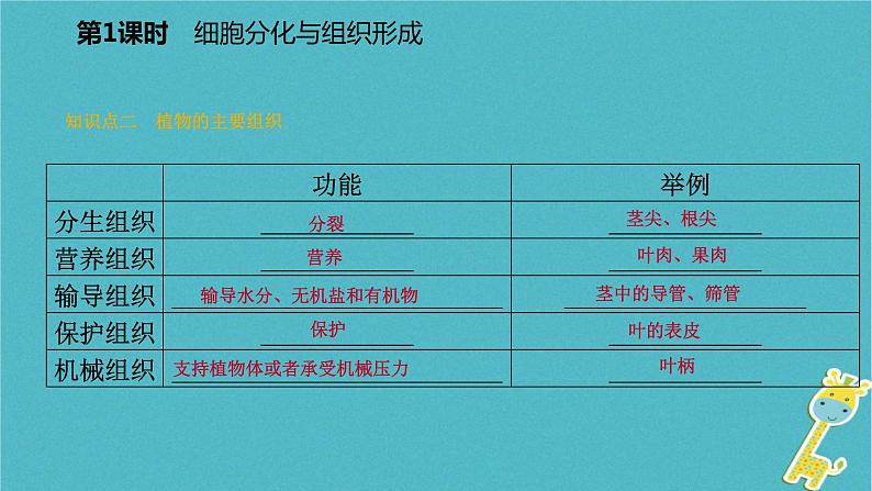 2.3.3 细胞的分裂与分化第2课时细胞分化与组织形成课件06