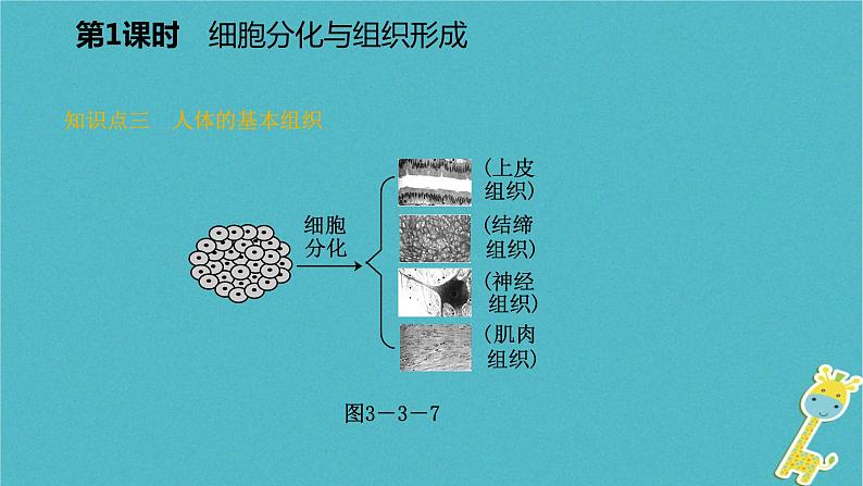 2.3.3 细胞的分裂与分化第2课时细胞分化与组织形成课件08