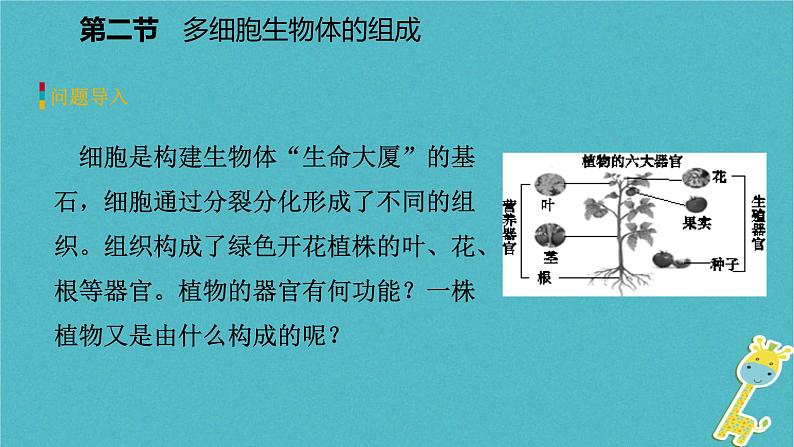 2.4.2 多细胞生物体的组成课件04