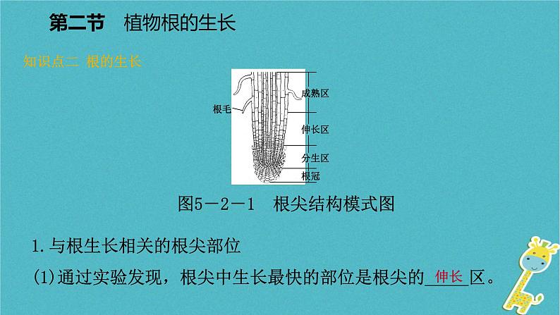 3.5.2 植物根的生长课件07