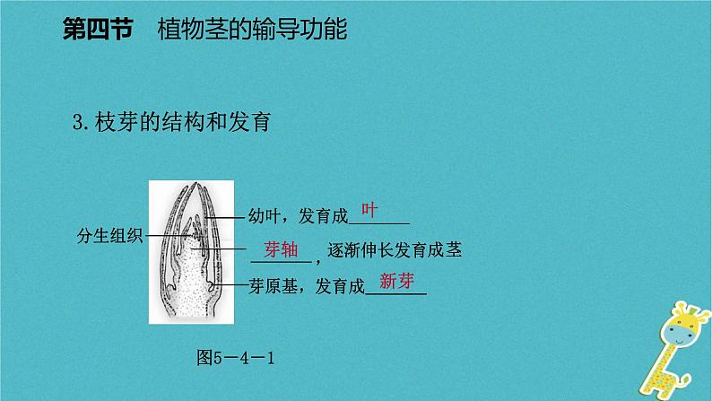 3.5.4 植物茎的输导功能课件05