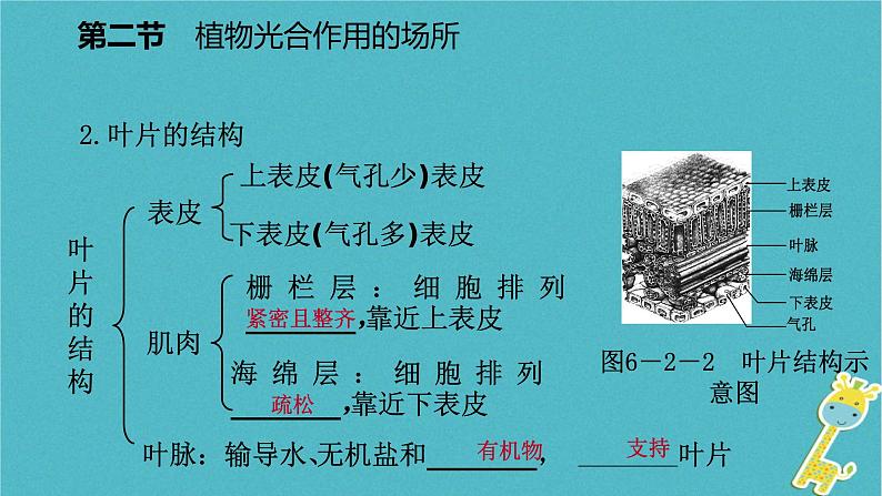 3.6.2 植物光合作用的场所课件06